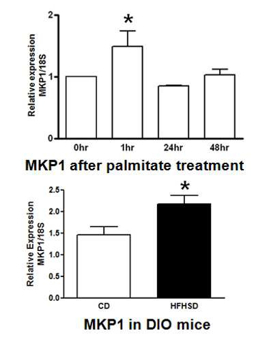 MKP1 mRNA induction