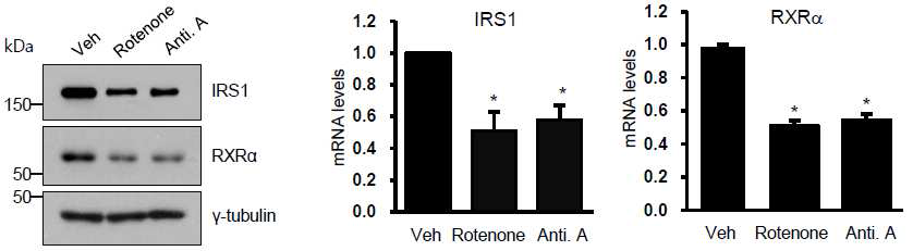 C2C12 myotube에서 Rotenone, Antimycin A 10uM (24hr) 처리한 뒤 IRS1, RXRa 관찰