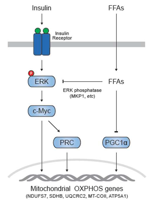 Summary figure of the study result. ERK-c-Myc pathway is another axis regulating mitochondrial oxidative phosphorylation independent of PGC1α pathway.