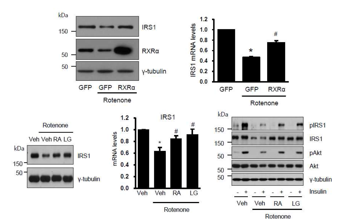 RXRα agnoist에 의한 IRS1의 발현양 및 인슐린 신호전달