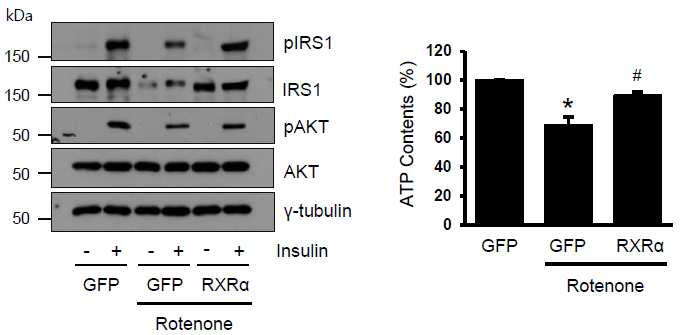 C2C12 myotube에서 Rotenone, Antimycin A 10uM (24hr) 처리한 뒤 인슐린 신호 전달 체계 관찰