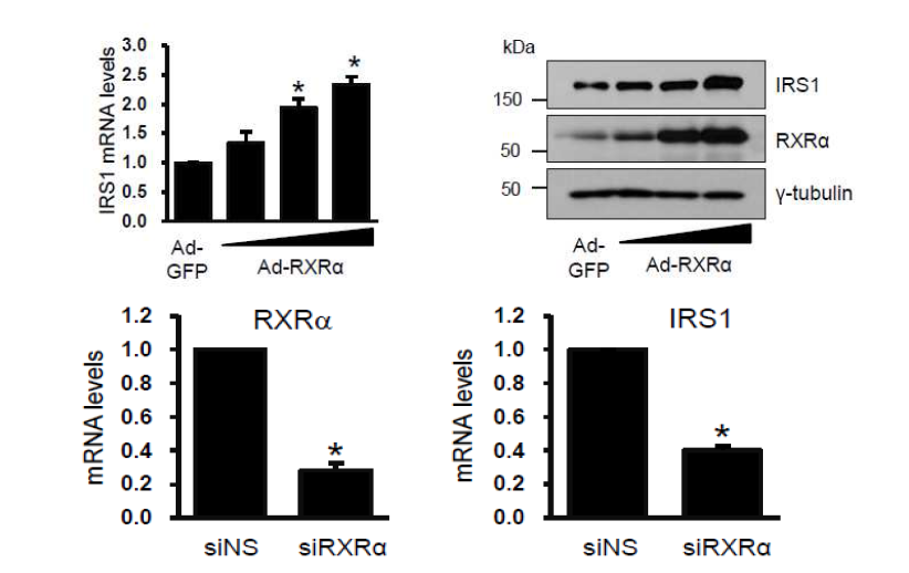 RXRα를 과발현시킨 세포주에서 IRS1, RXRa 발현 확인