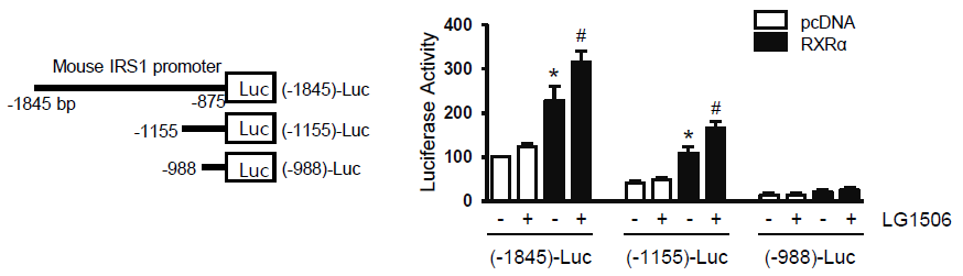 IRS1의 Promoter 부분에 RXRα가 결합하는지 여부 확인