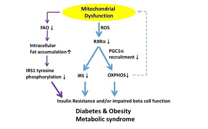 미토콘드리아 기능이상이 인슐린저항성/인슐린분비장애를 일으키는 기전
