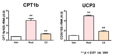 C5 compound 투여에 따른 FAO target gene expression 변화