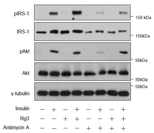 C2C12 myotube에서 Rg3에 의한 인슐린 신호 전달 개선 확인