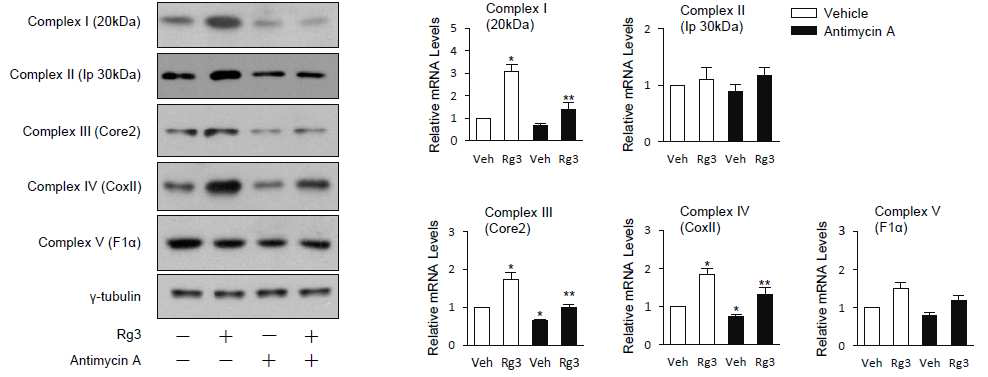 Rg3에 의한 미토콘드리아 소단위체 증가 확인