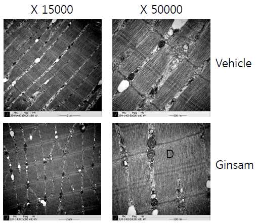 Ginsam 투여 후 미토콘드리아 양적 변화