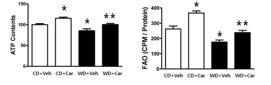 카니틴 보충과 미토콘드리아 기능 개선. FAO: fatty acid oxidation (*P < 0.05 vs. CD+Veh **P<0.05 vs. WD+Veh)