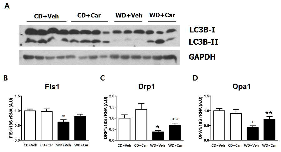 Carnitine과 autophagy/mitophagy.