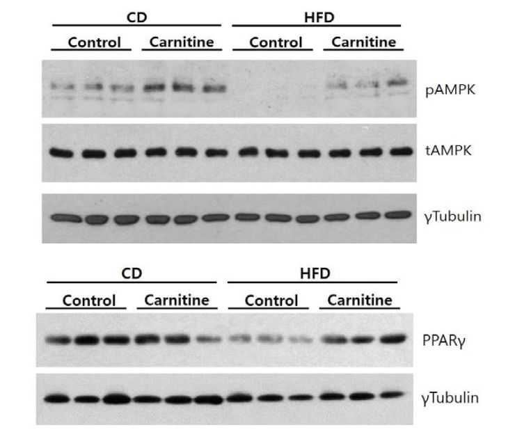 Carnitine을 처리한 후 AMPK의 인산화와 PPAR gamma 발현 확인