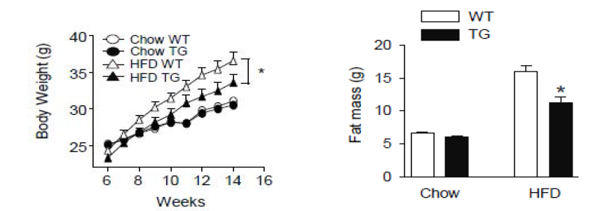 SENP2 TG mouse의 체중 및 체지방량