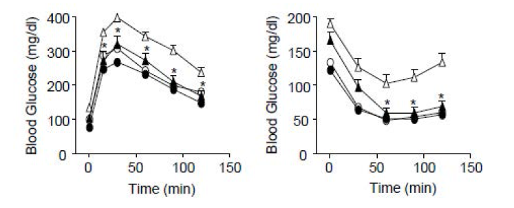 SENP2 TG mouse의 당부하검사 및 인슐린 내성 검사
