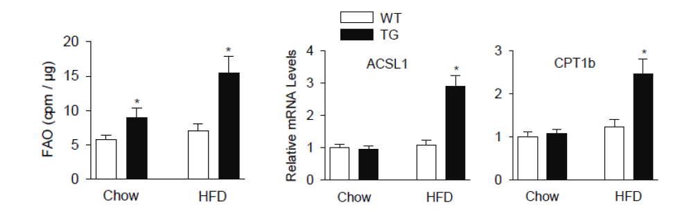 SENP2 TG mouse에서 fatty acid oxidation 증가 및 관련 유전자 발현 확인