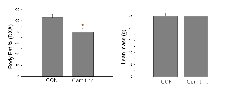 L-Carnitine 투여 여부에 따른 체지방율 및 제지방량 비교