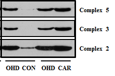 L-Carnitine 투여에 따른 근육 미토콘드리아 complex의 양적 변화(western blot)