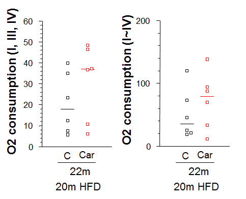 L-Carnitine 투여에 따른 근육 미토콘드리아의 산소소모율(OROBOROS)
