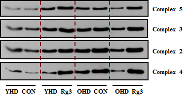Rg3 투여에 따른 근육 미토콘드리아 complex의 양적 변화(western blot)