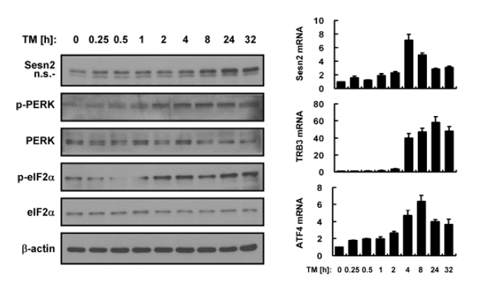 Tunicamycin induces Sestrin 2 expression in Hepa1c1c7 cells