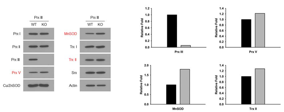 Prx III MEF에서 항산화효소의 발현