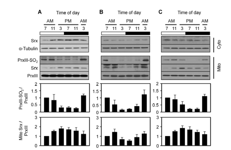 일주기성 변화에 따른 Prx III 과산화 및 Srx 발현양상