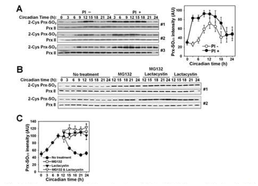 Effect of proteasome inhibition on circadian oscillation of PrxII hyperoxidation in mice RBCs