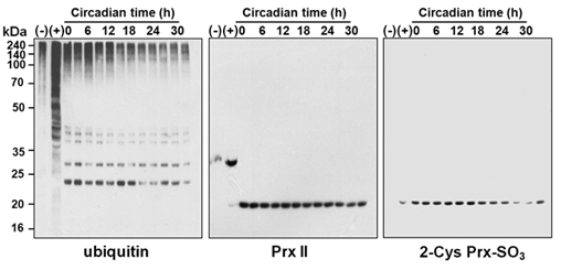 Ubiquitin-independent proteolysis of hyperoxidized PrxII