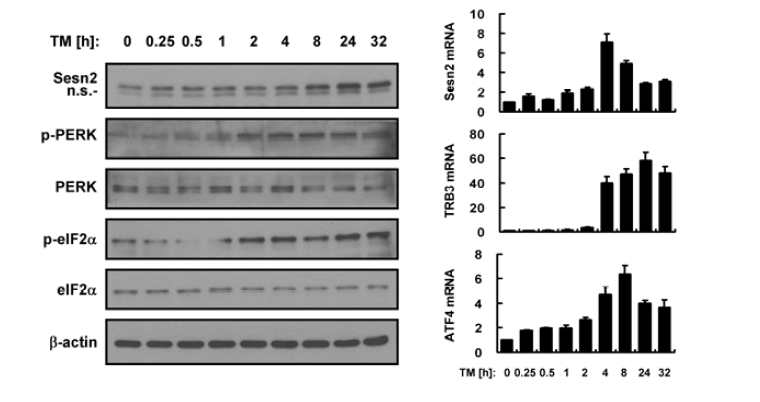 Tunicamycin induces Sestrin 2 expression in Hepa1c1c7 cells