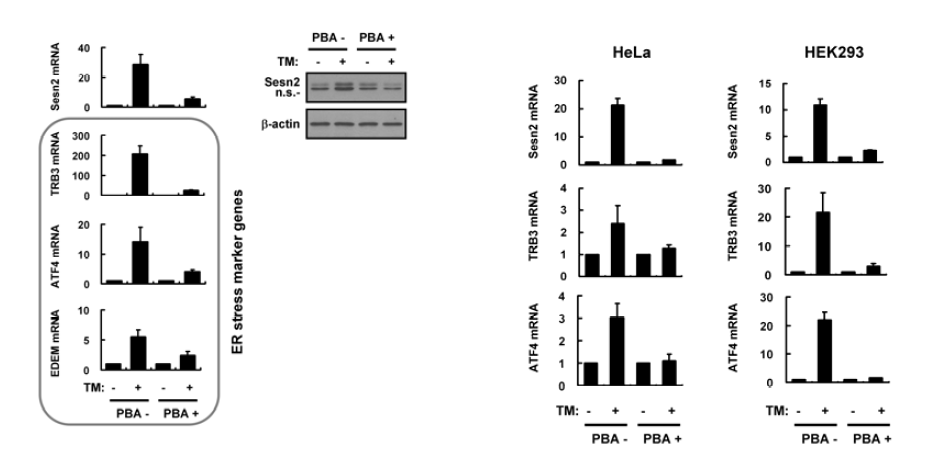 ER stress-specific induction of Sestrin 2 in Hepa1c1c7, HeLa, and HEK293 cells