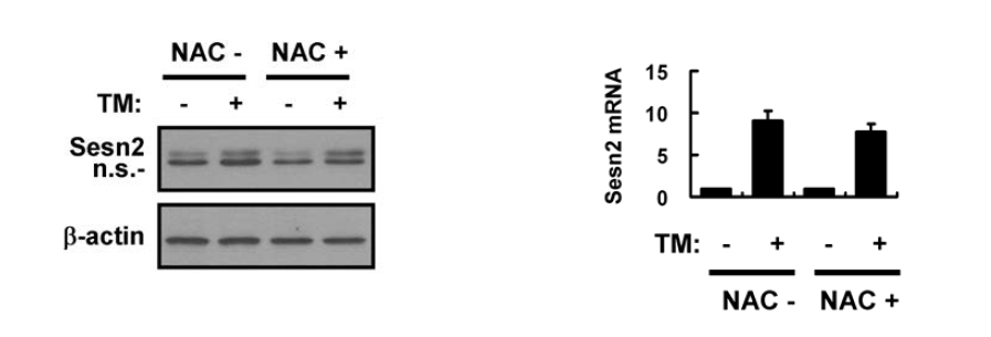 ER stress-induced induction of Sestrin 2 is not dependent on ROS in Hepa1c1c7 cells