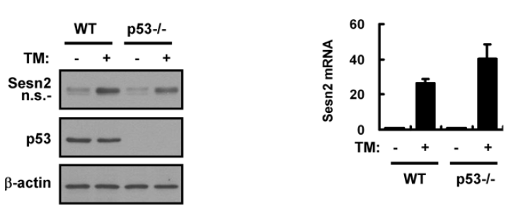 ER stress-induced induction of Sestrin 2 is not dependent on p53 in Hepa1c1c7 cells