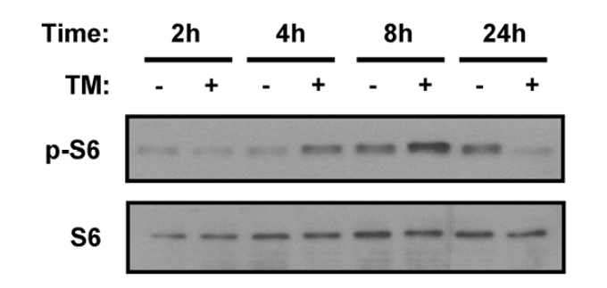 Tunicamycin regulates mTOR signaling in mouse liver