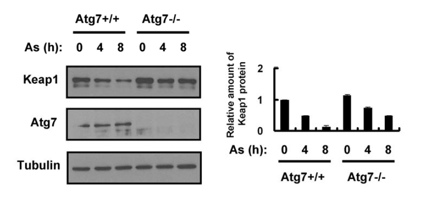 Arsenite (As)-induced Keap1 degradation is mainly dependent on Atg7