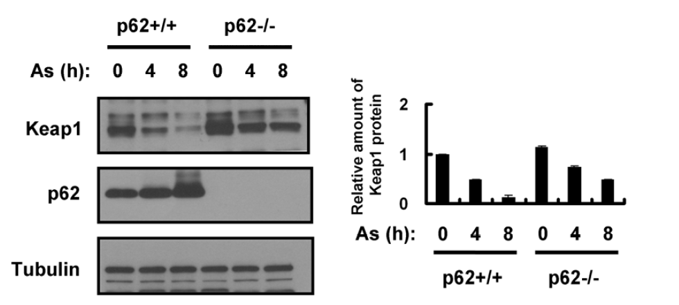 Arsenite (As)-induced Keap1 degradation is mainly dependent on p62