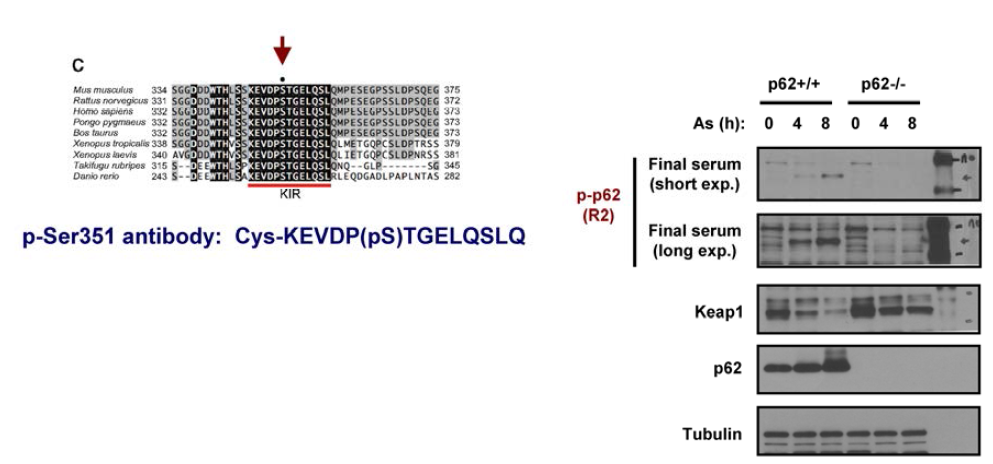 Validation of Ser351 phospho-p62 antibody