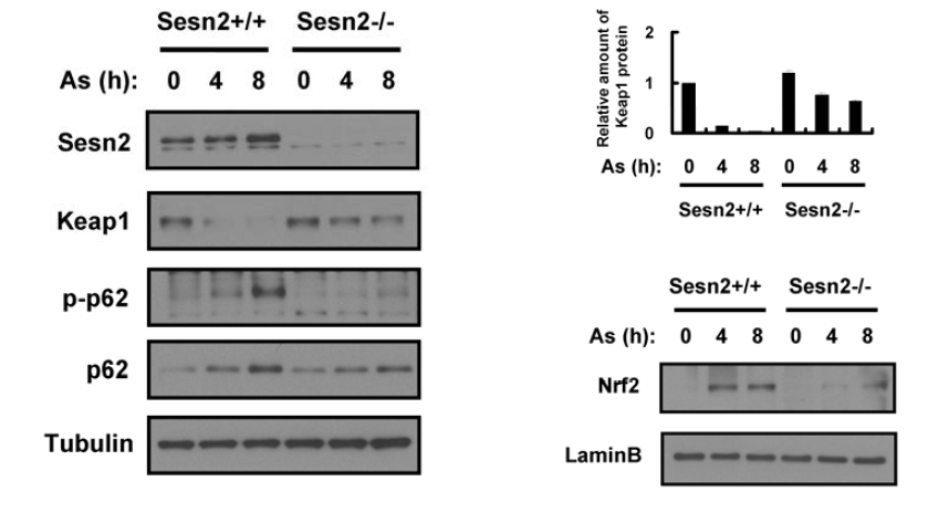 Ablation of Sesn2 attenuates As-induced Keap1 degradation, p62 phosphorylation and Nrf2 activation