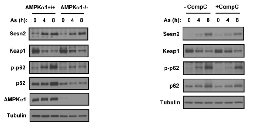 AMPK induces As-induced p62 phosphorylation and Keap1 degradation