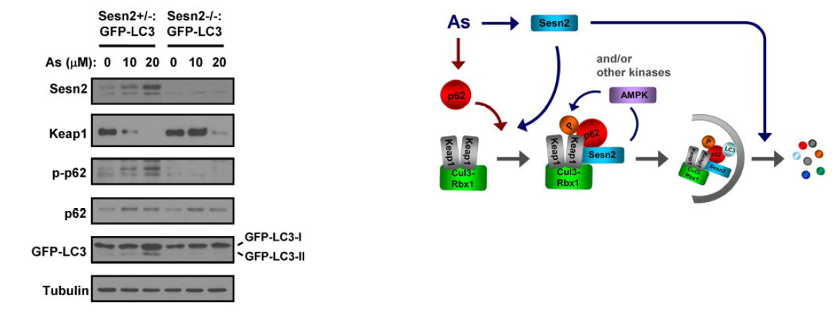 Ablation of Sestrin 2 ameliorates autophagic Keap1 degradation and proposed model