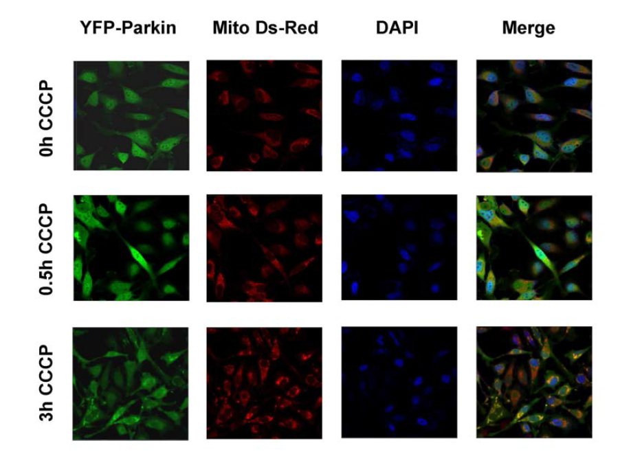 CCCP induces translocation of Parkin