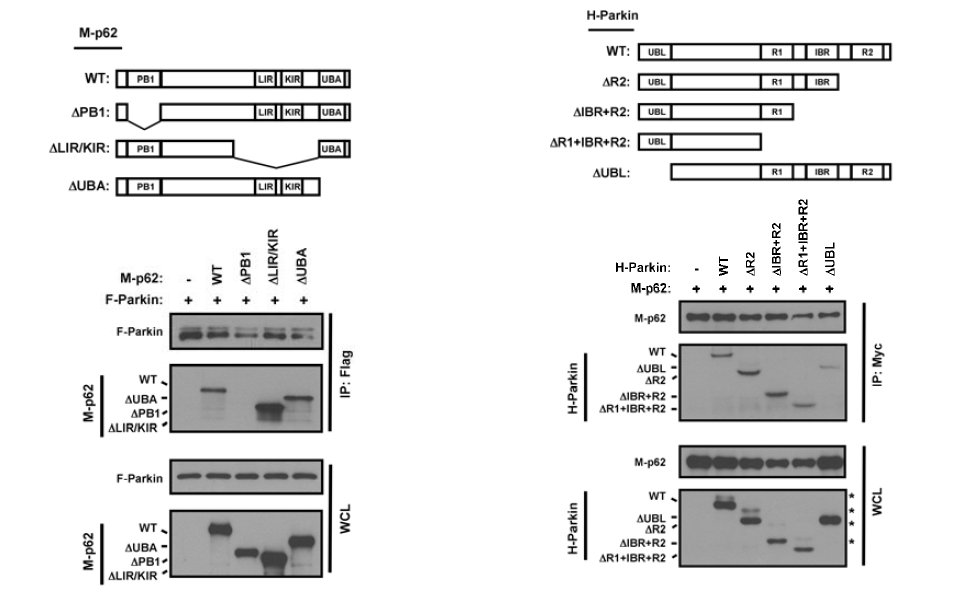 p62 specifically interacts with Parkin