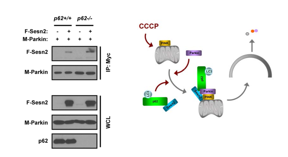 Sestrin 2 interacts with Parkin and model for Sestrin 2-mediated translocation of Parkin