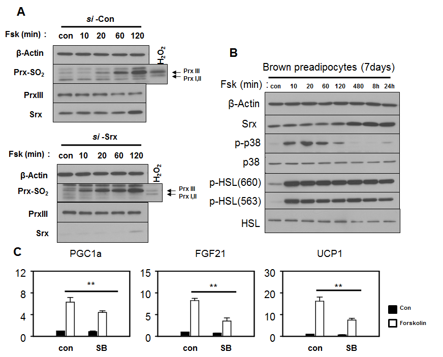 지방분해시 Prx III-SO2 및 p-p38 MAPK 증가