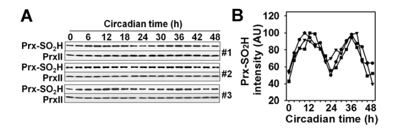 정상 마우스의 Prx의 과산화 일주기성(37℃)