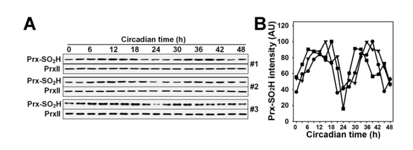 정상 마우스의 Prx의 과산화 일주기성 (32℃)