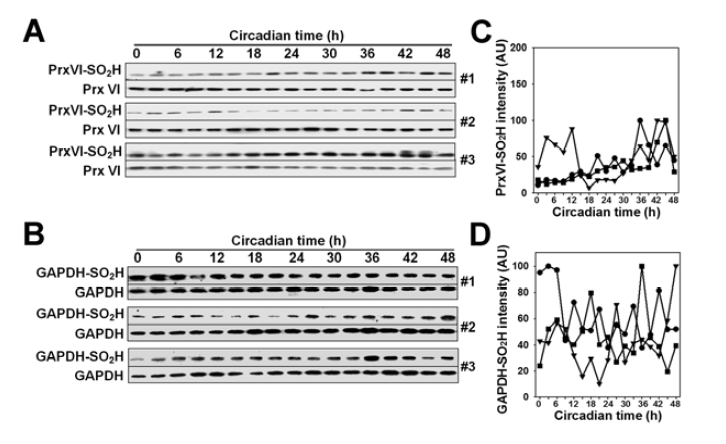 PrxVI (A, B)와 GAPDH (C ,D) 과산화 일주기성