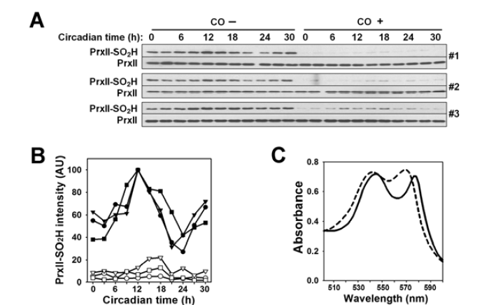 일산화탄소 (CO)처리시 PrxII의 과산화 일주기성(A, B)과 헤모글로빈 흡광도 변화(C)