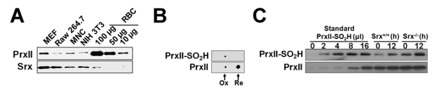 여러 세포주에서 PrxII와 Srx의 양(A)과 과산화된 PrxII의 정량적 분석(B, C)