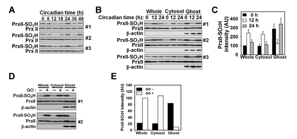 적혈구막 (RBC ghost)에서의 PrxII 과산화 일주기성(A)과 전체와의 비교(B, C), 적혈구막에서 GO에 의한 산화적 스트레스에 의해 유발되는 과산화된 PrxII의 위치 변화.