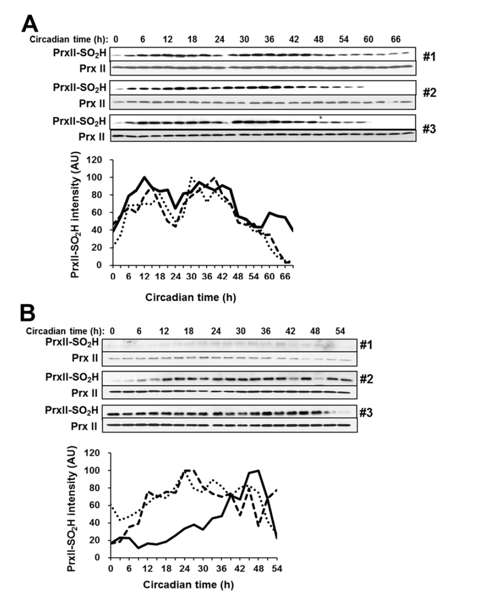 산소 농도 20%(A)와 10%(B)에서의 PrxII의 과산화 일주기성
