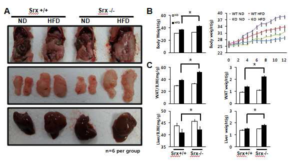 Body weight and organ weight/ body weight ratio in Srx-deficient mice.